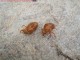 cicada