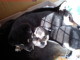 Dogs