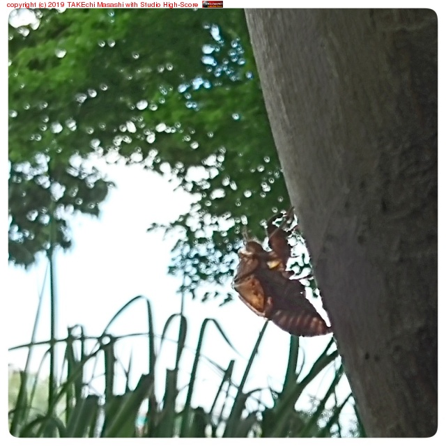 ȴ